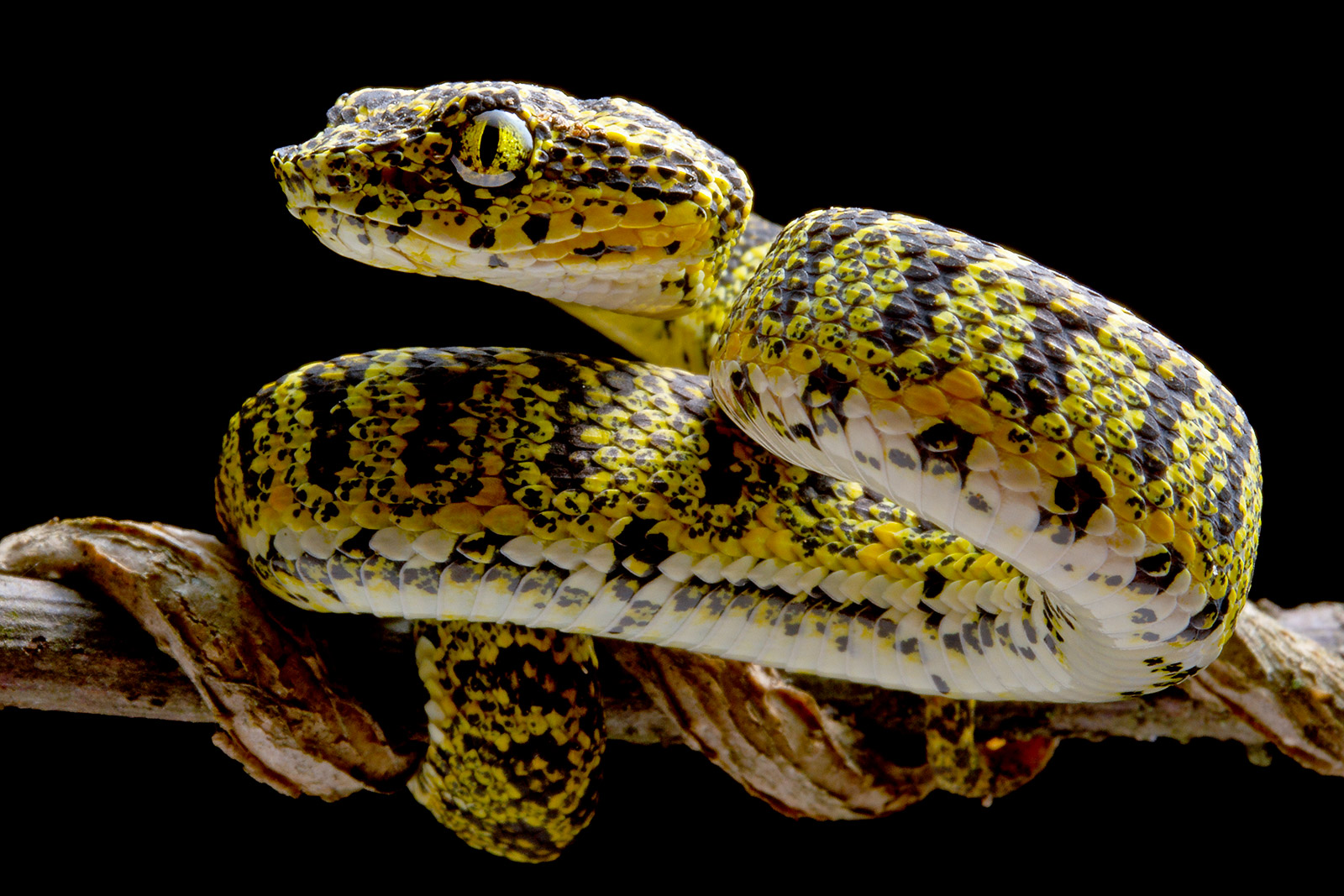 Black-and-yellow morph of Hussain’s Eyelash-Pitviper sitting on a branch