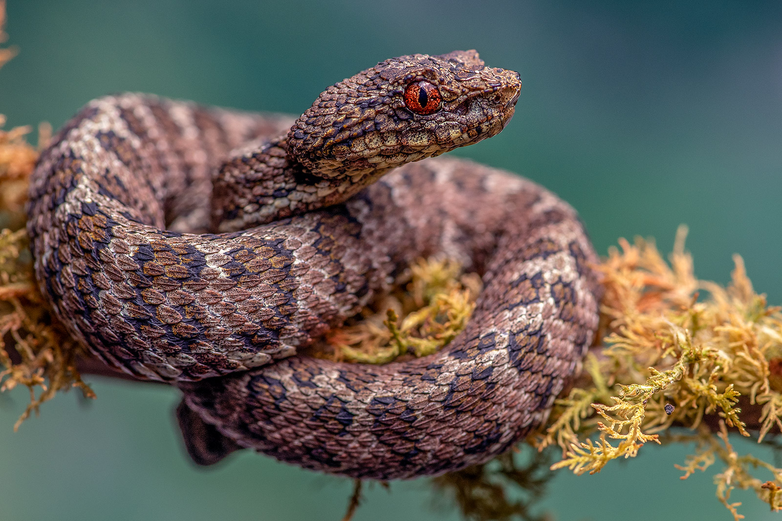 Coffee morph of Klebba's eyelash pit viper.