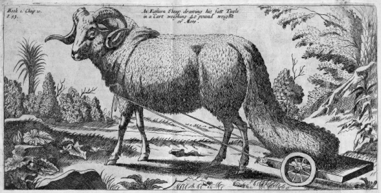 black and white illustration of a horned, fat-tailed sheep with wheeled cart attached to support its tail