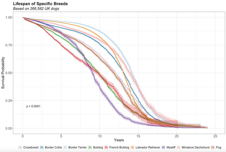 Line graph showing probability different dog breeds will reach certain ages.