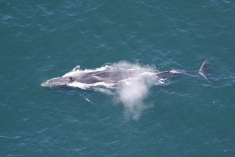 Fin whale coming to the sea surface for air.