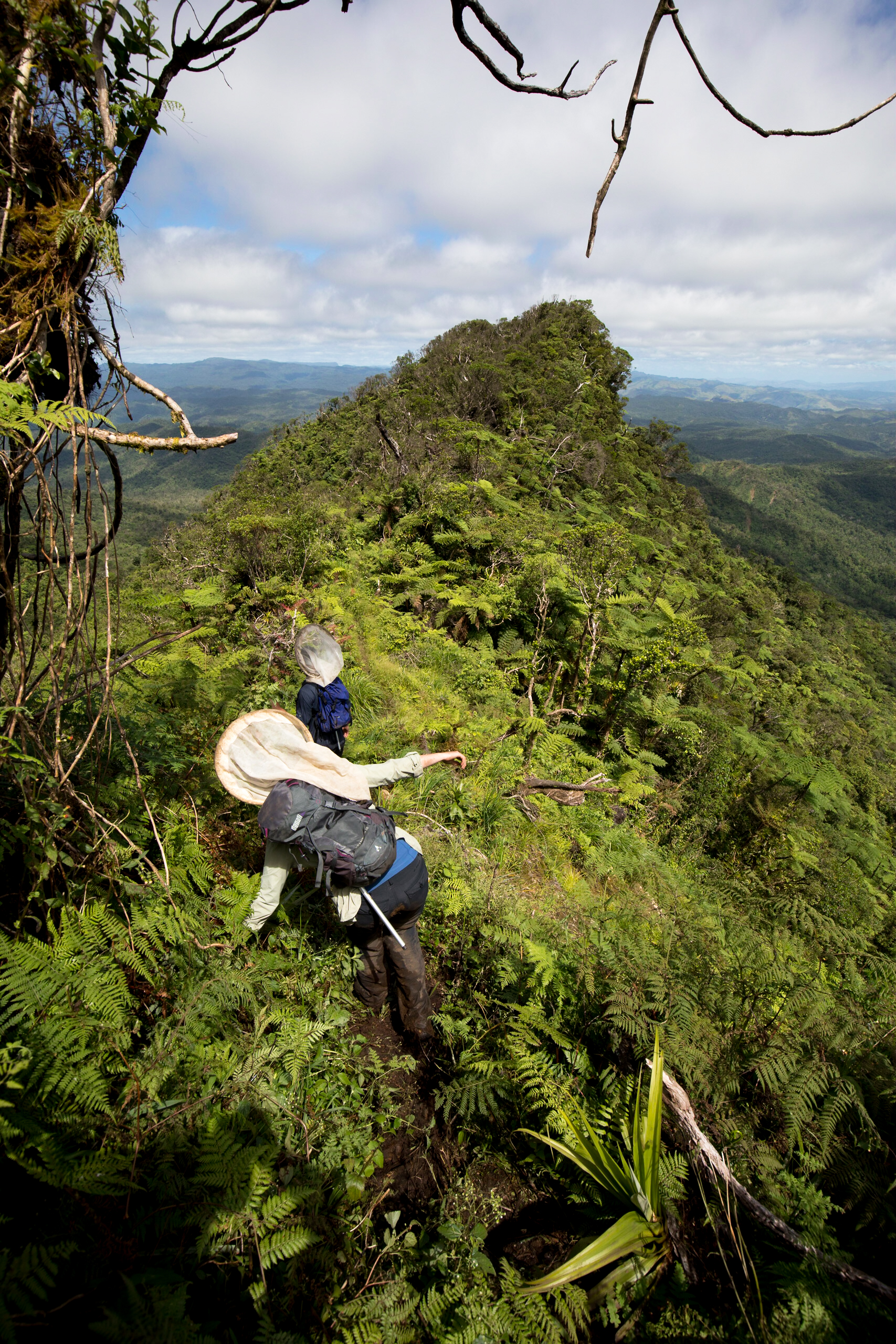 Two field researchers climbing through thick undergrowth on top of a peak with views across the island and forest.