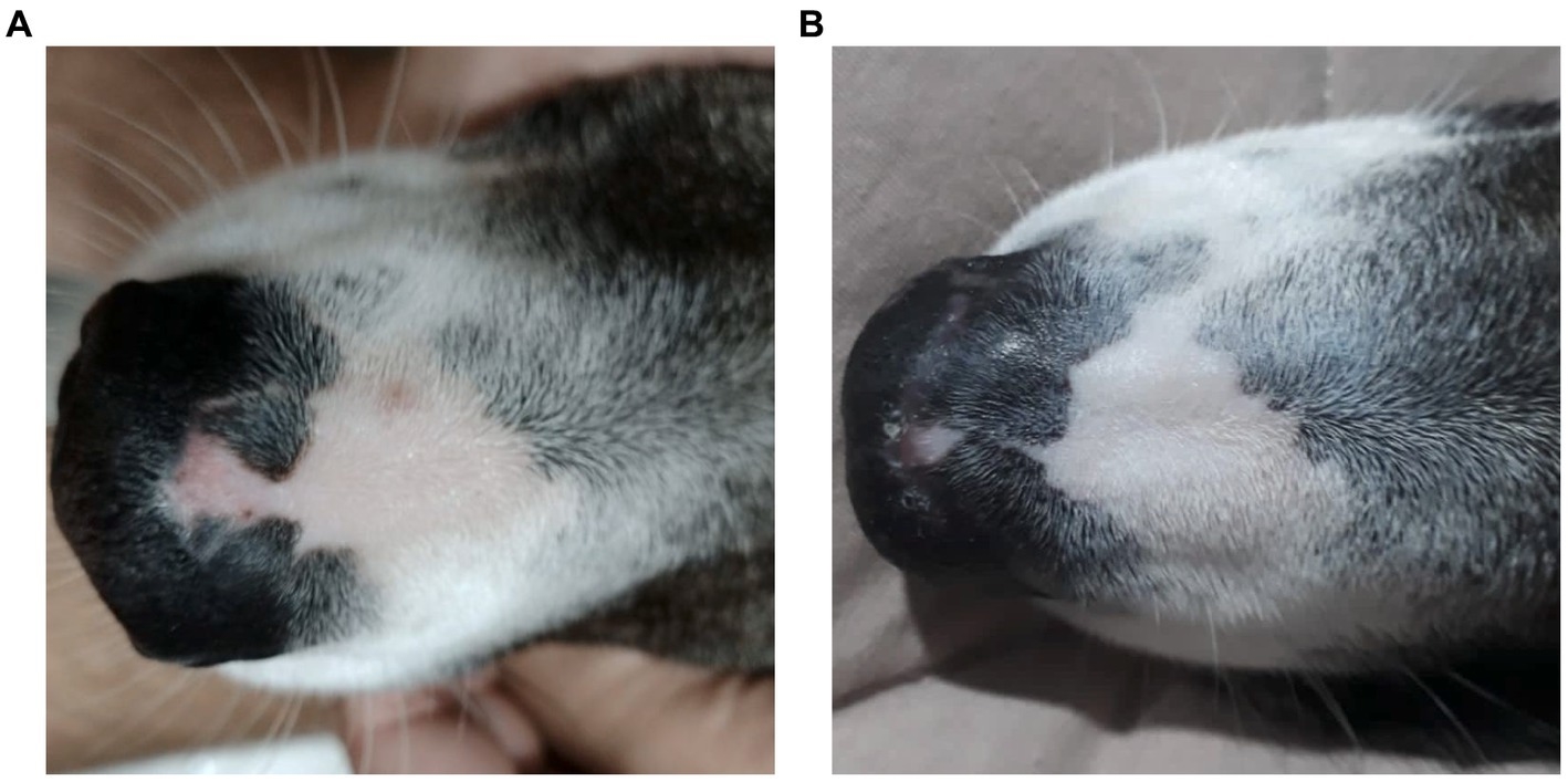 The dog's nose before (left) and after a year and 3 months of treatment with cannabis oil (right).