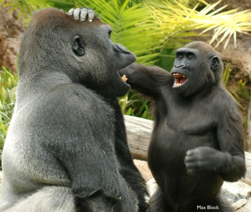 two gorillas teasing each other