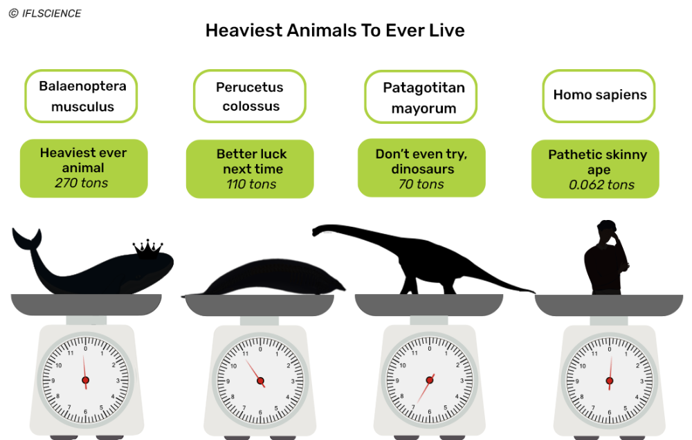a scale of the heaviest animals