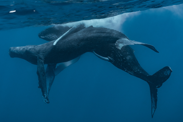 Humpbacks are indeed more than equipped in proportion to their size