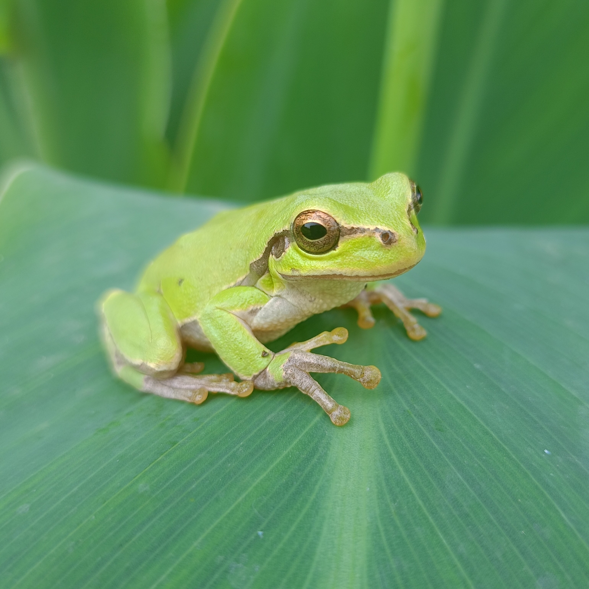 eastern tree frog sitting on a leaf