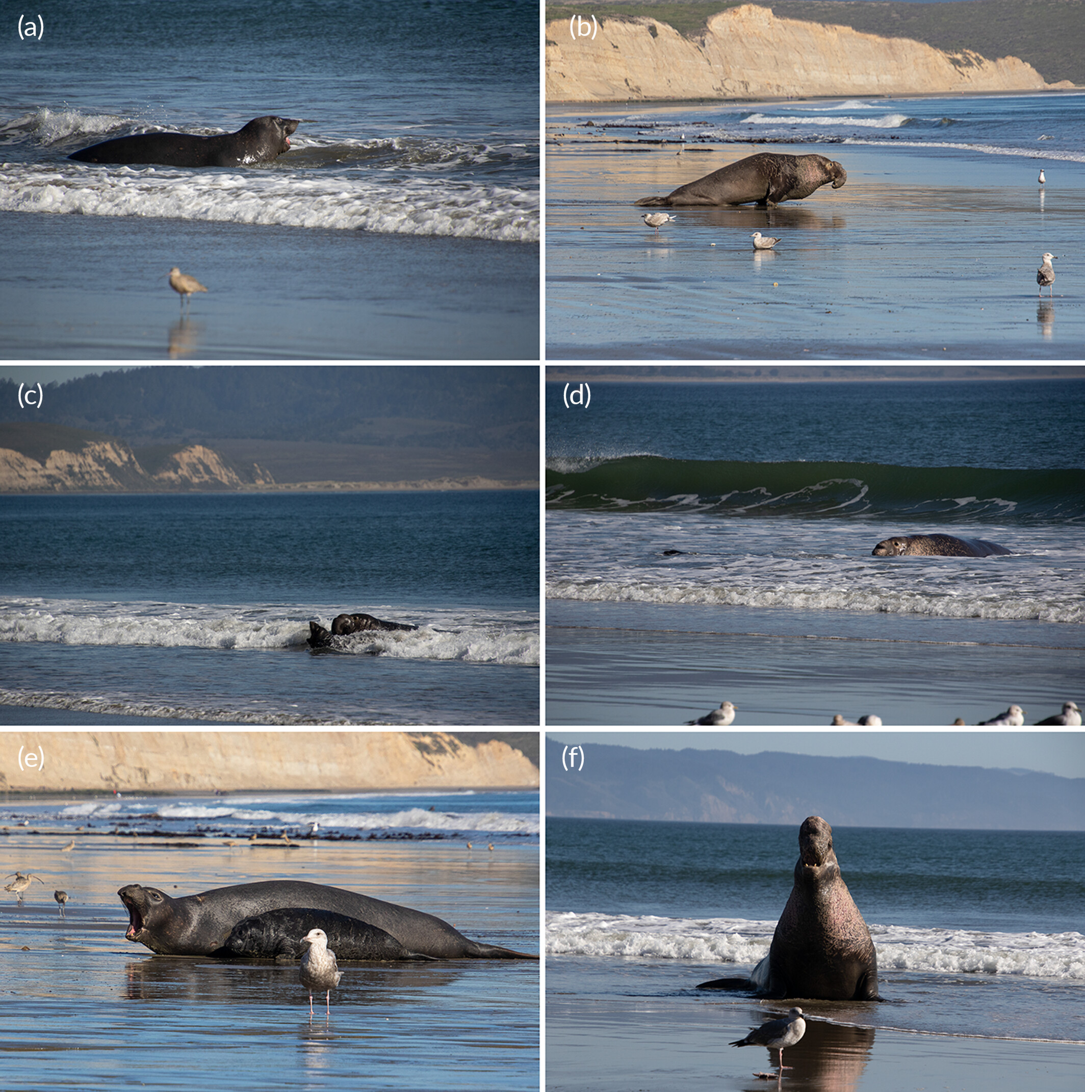 Male northern elephant seal saves drowning pup
