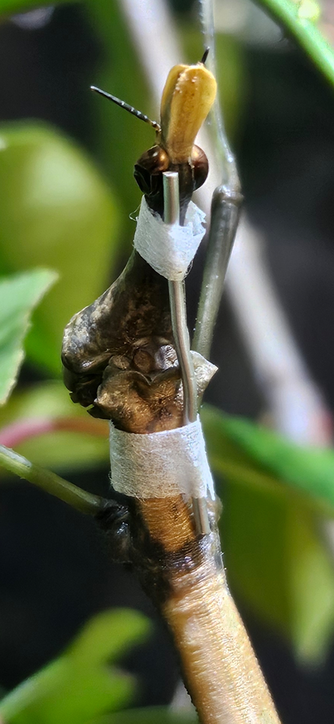 Close up of the insect with the neck brace on a stick