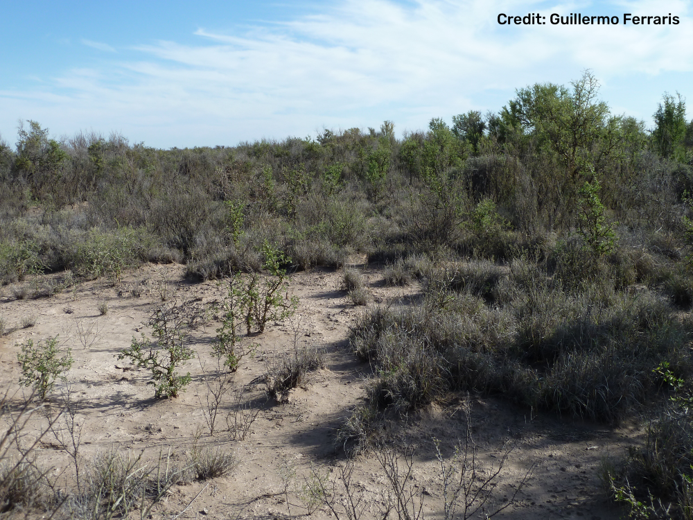 pink fairy armadillo habitat