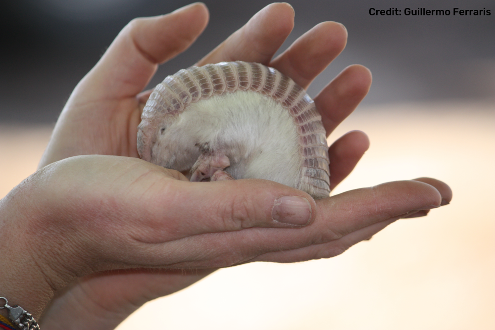 a pink fairy armadillo