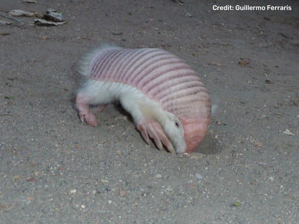 a pink fairy armadillo burrowing