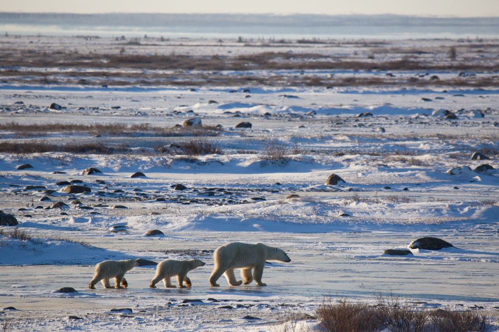 polar bear cubs with mom