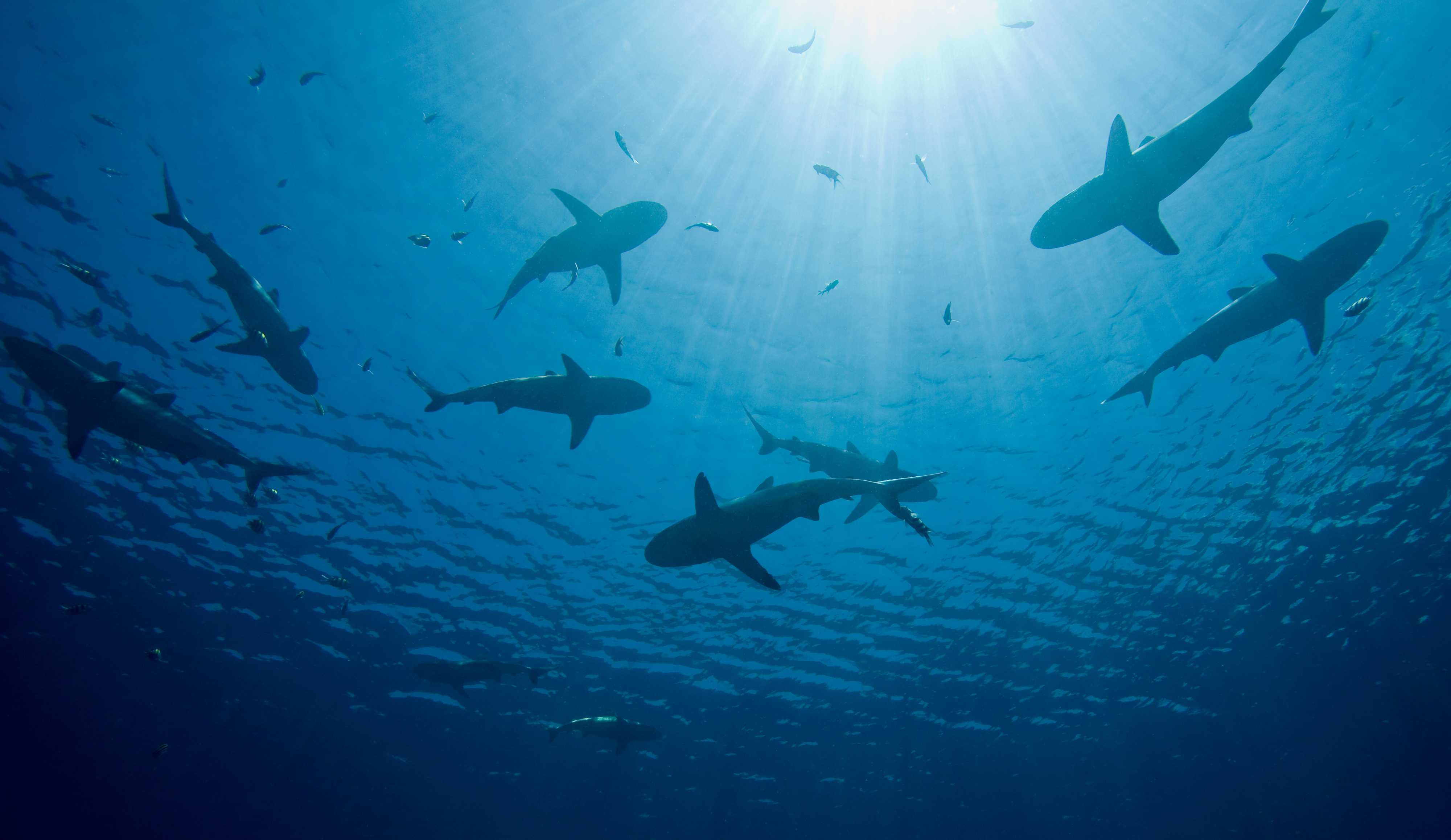 Sharks swimming in shallow water