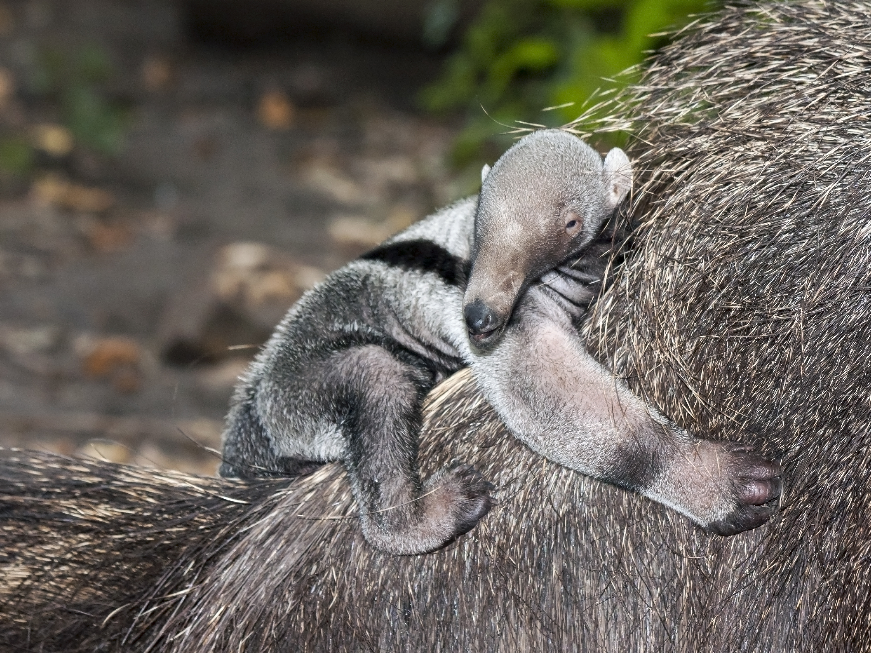 Small grey and black anteater pup clings to it's mothers back