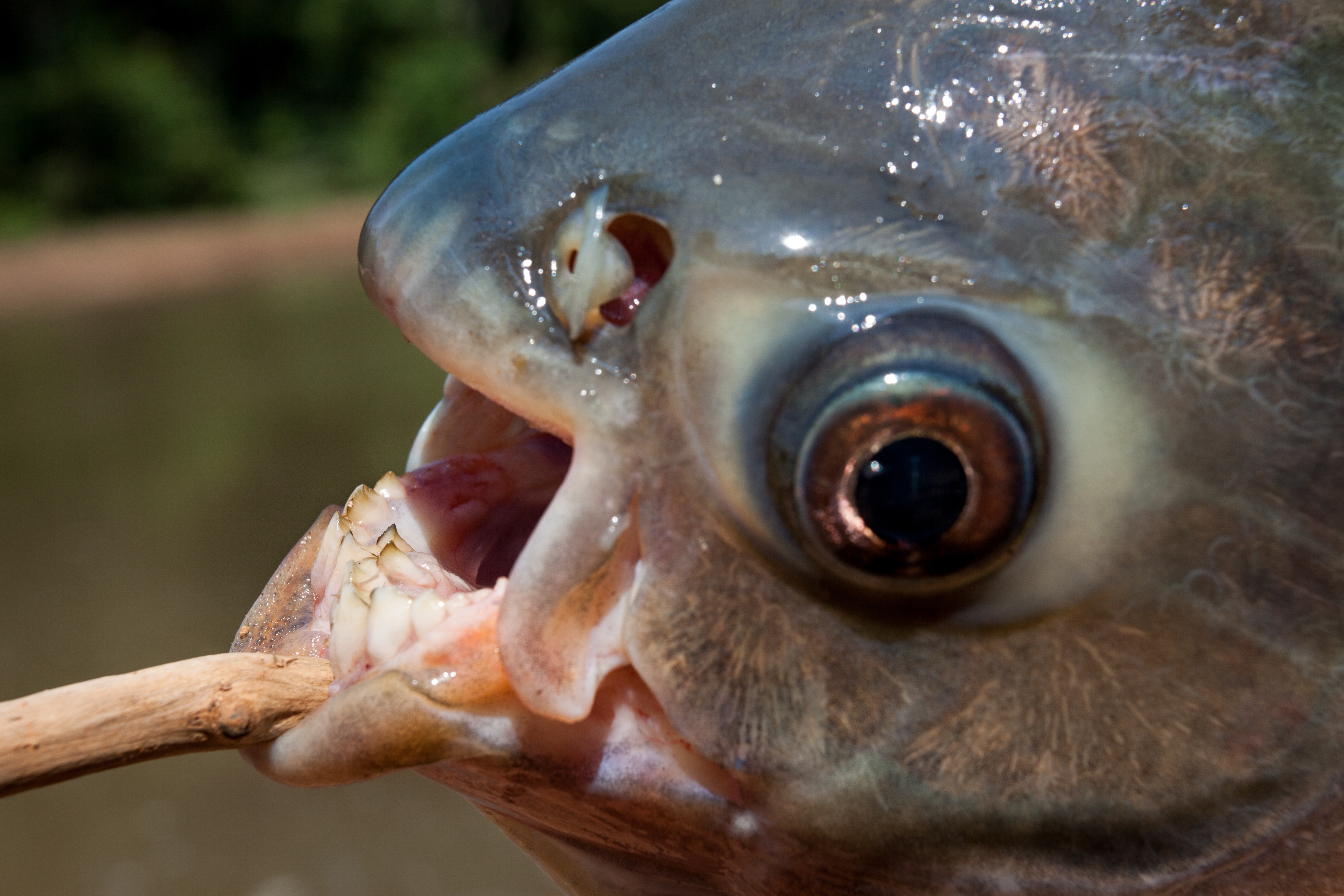 Up close image of the teeth of a pacu fish. The lower lip is held down by a stick giving a side on view. 