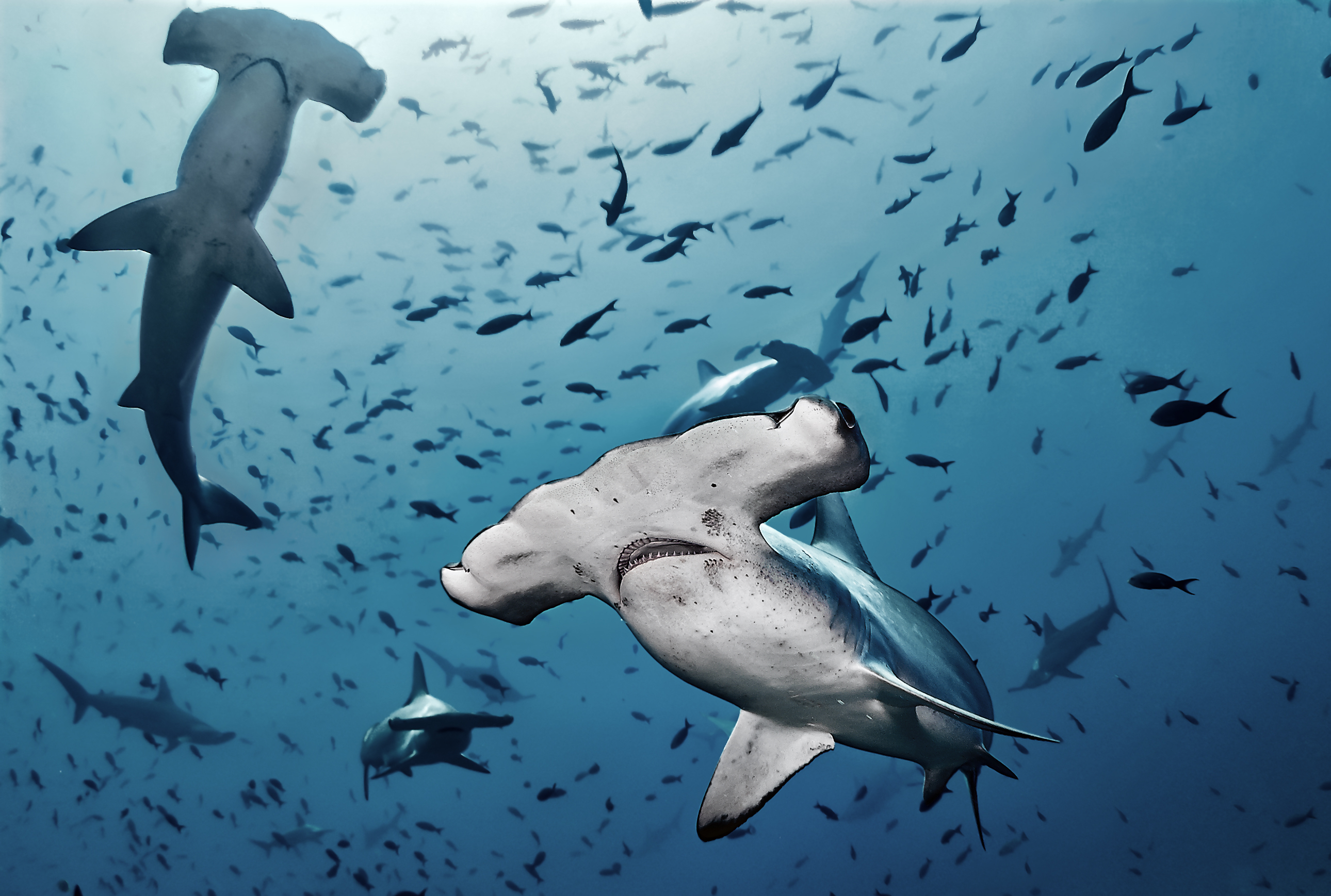 Hammerhead sharks swimming