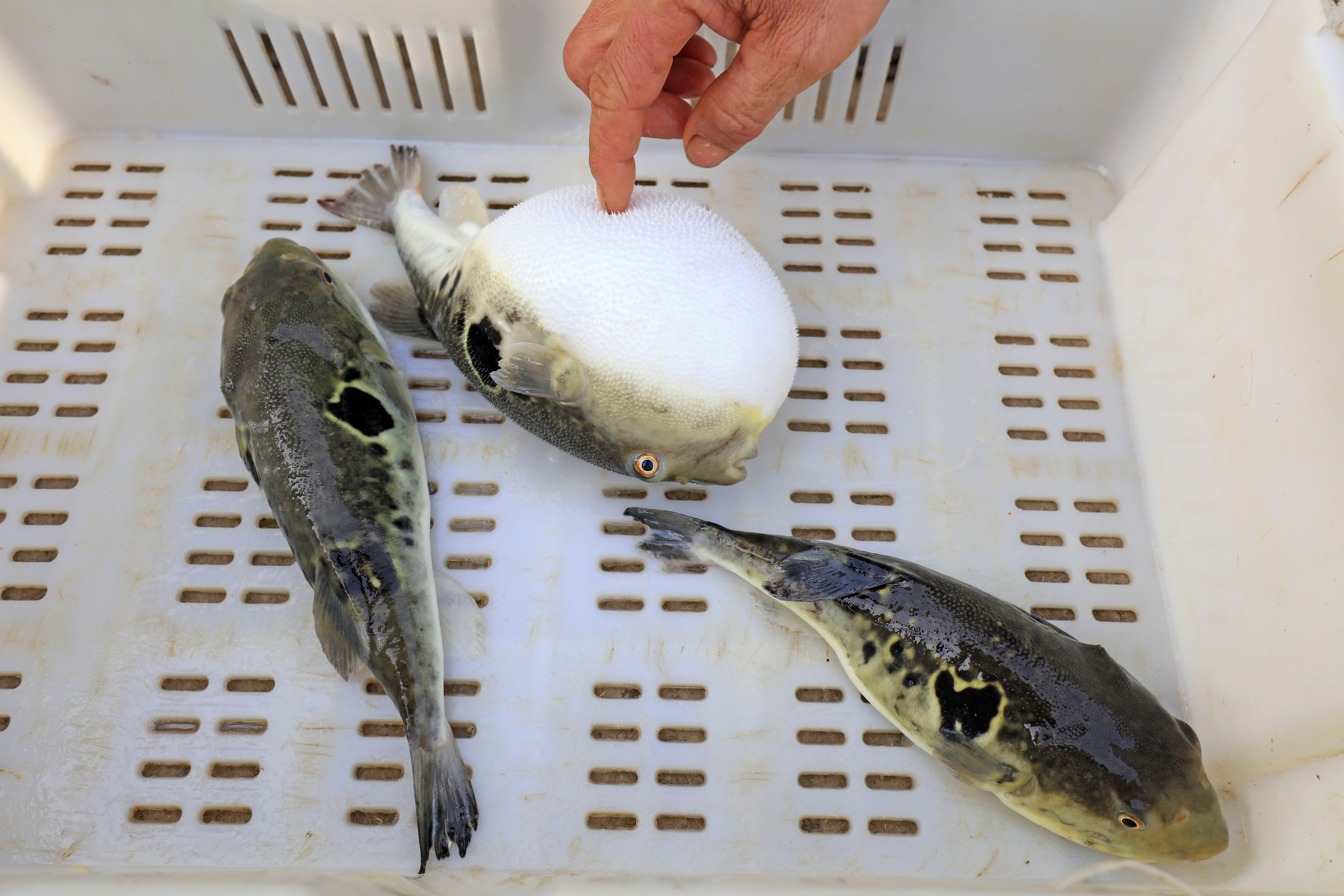 Three takifugu pufferfish caught by fishermen, the species of fish used in the Japanese food fugu.