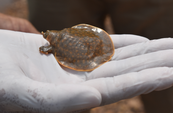 A baby ravioli Asian giant softshell turtle hatchling.