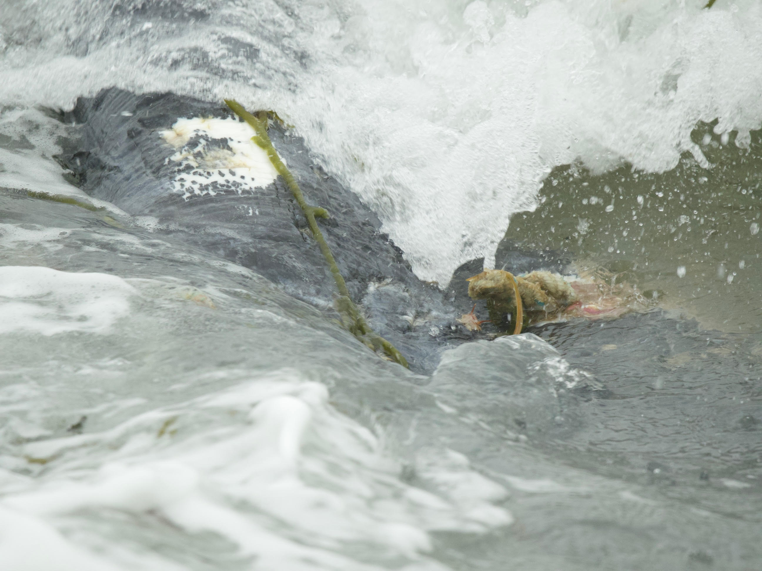 North Atlantic right whale tail tangled in rope