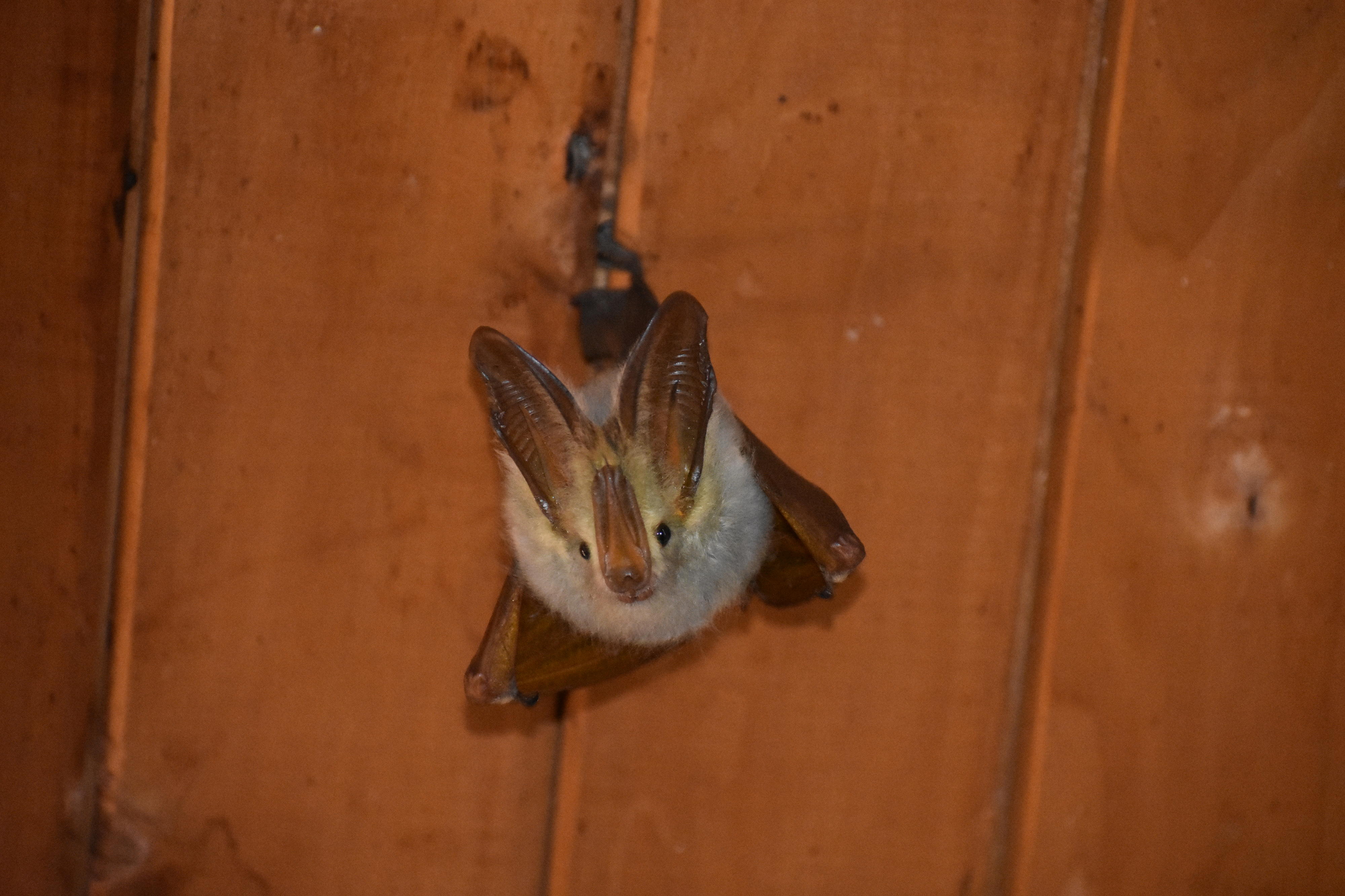 yellow-winged bat