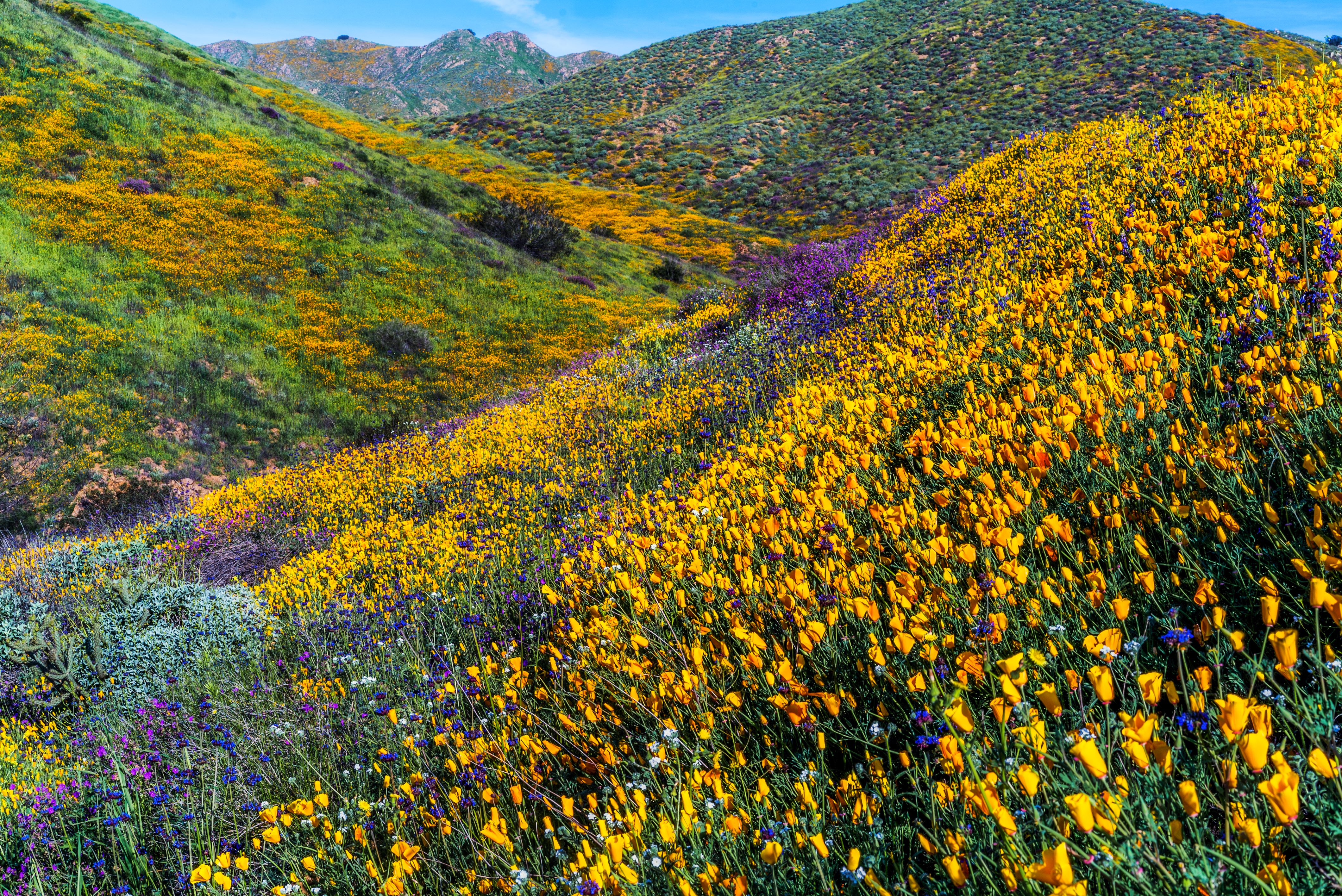 Superbloom at California's Walker Canyon