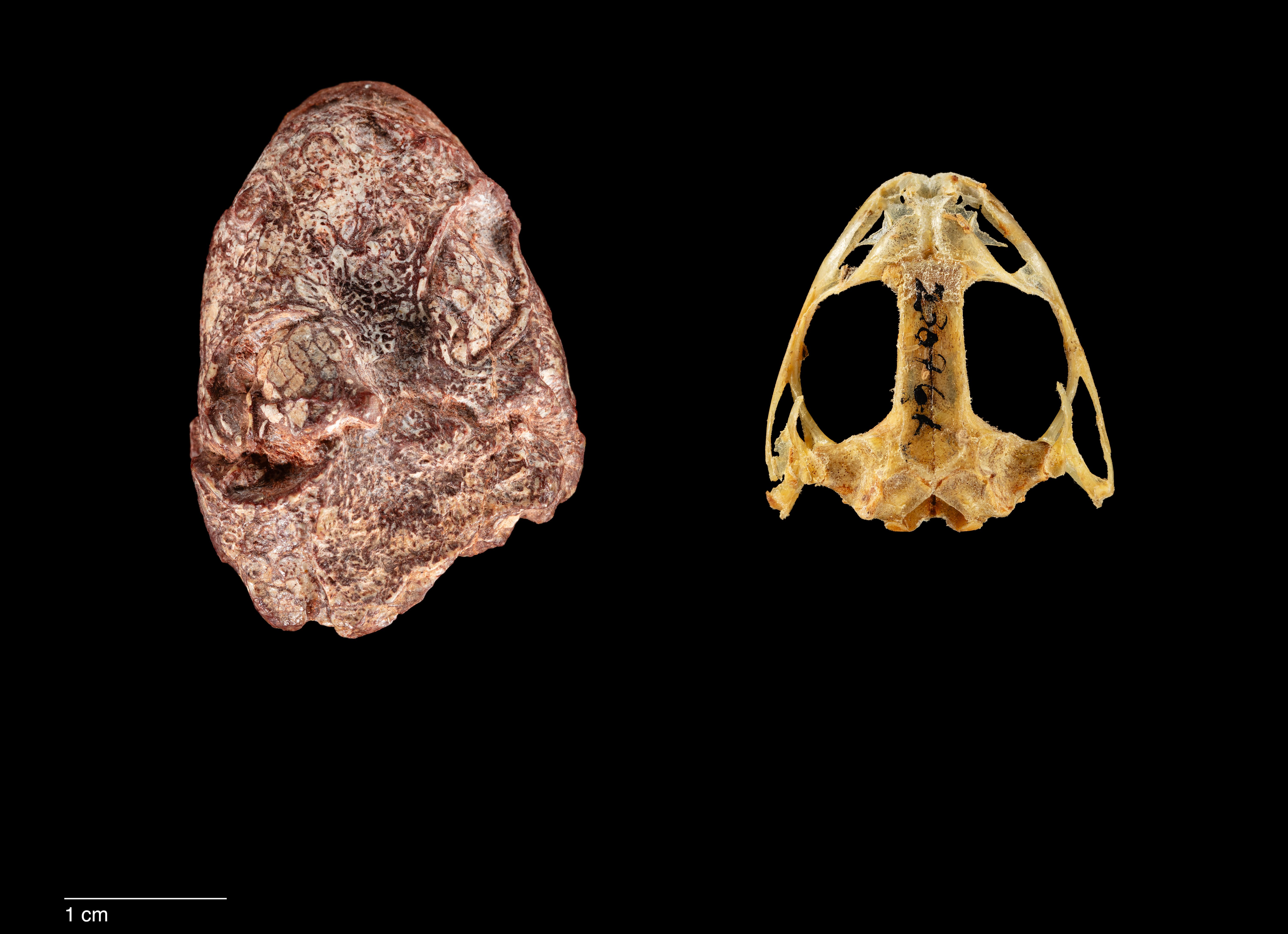 The fossil Kermitops compared to a modern frog skull. Kermit's The ear is at the bottom. Like modern frogs it is covered by an external tympanum or eardrum. Boney shingles within the eyelid that would have protected the eye can be seen at mid-right.