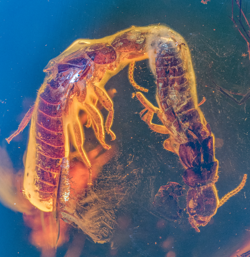 Two extinct termites entrapped in amber engaging in courtship behaviour.