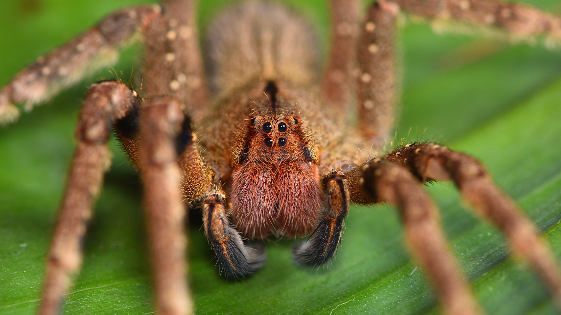 Close up of a big brown spider on a green banana leaf. The face is very clear with four main black eyes the focus. 