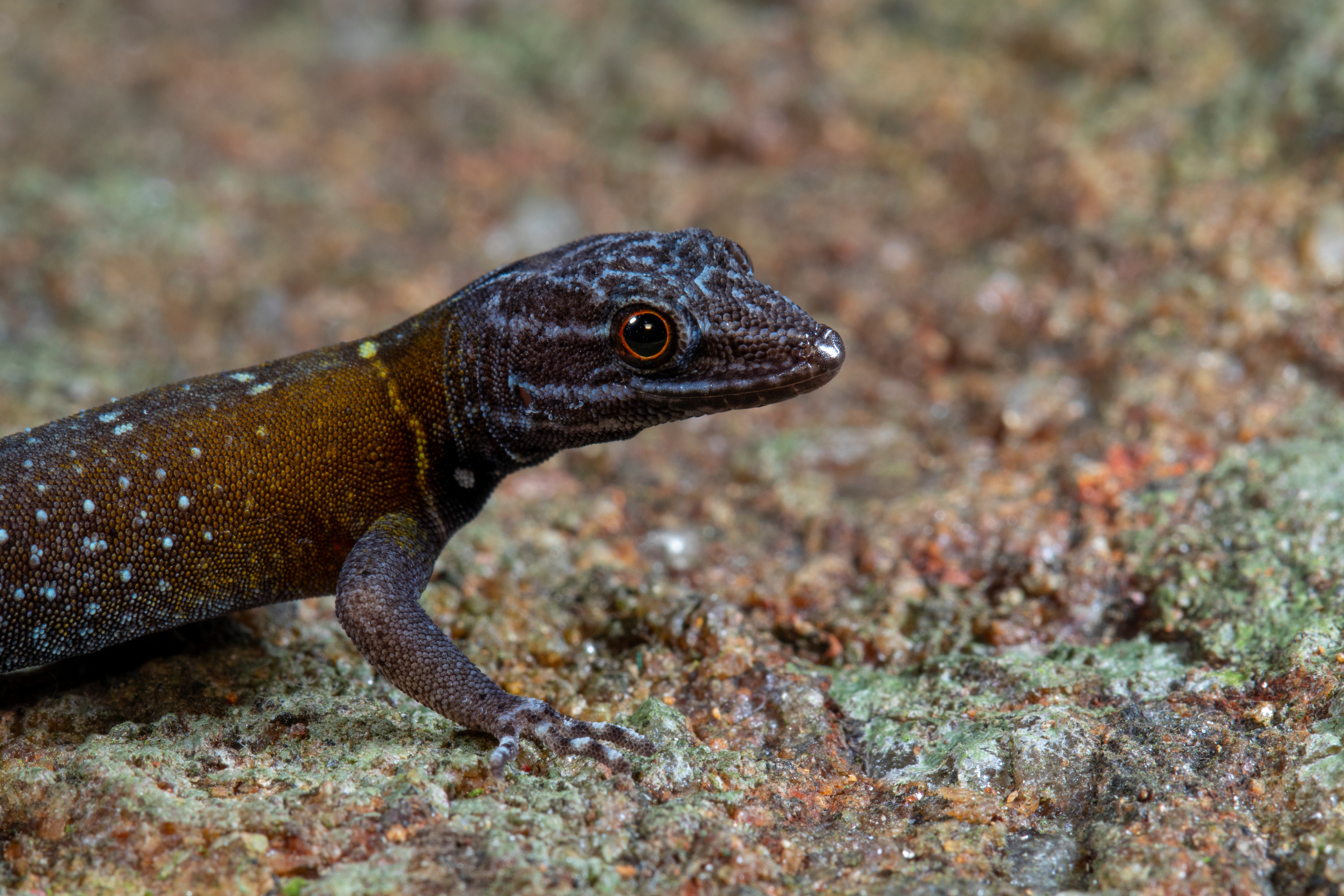 Close up photo of the gecko species Cnemaspis vangoghi