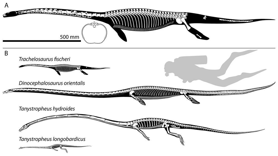 Top image is a skeleton reconstruction of Trachelosaurus fischeri, below Trachelosaurus fischeri is shown again with a size comparison of a scuba diver and three other tanysaurian reptiles. 