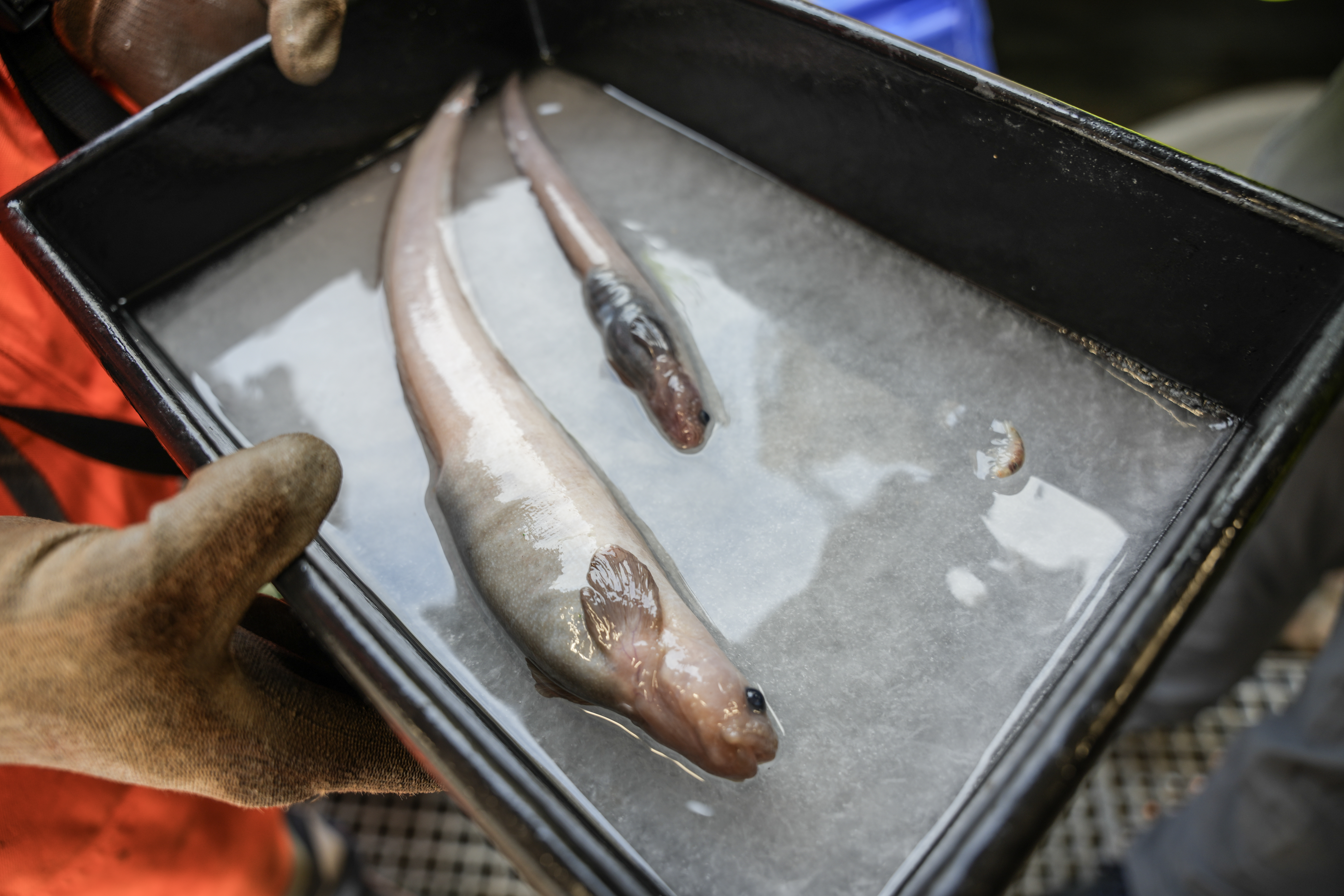 Possible new species of fish discovered Bounty Trough off the east coast of New Zealand's South Island by NIWA and Ocean Census.