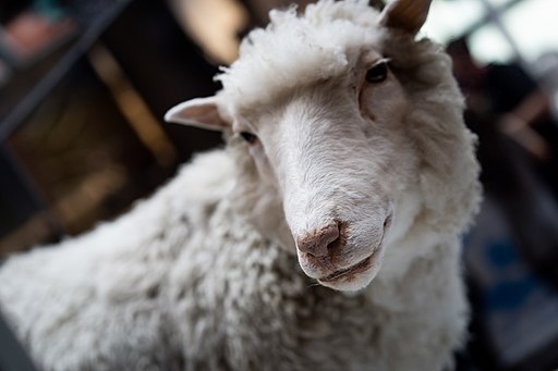 Dolly the Sheep, the first cloned mammal