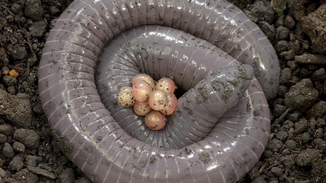 Siphonops annulatus with eggs on a black soil background