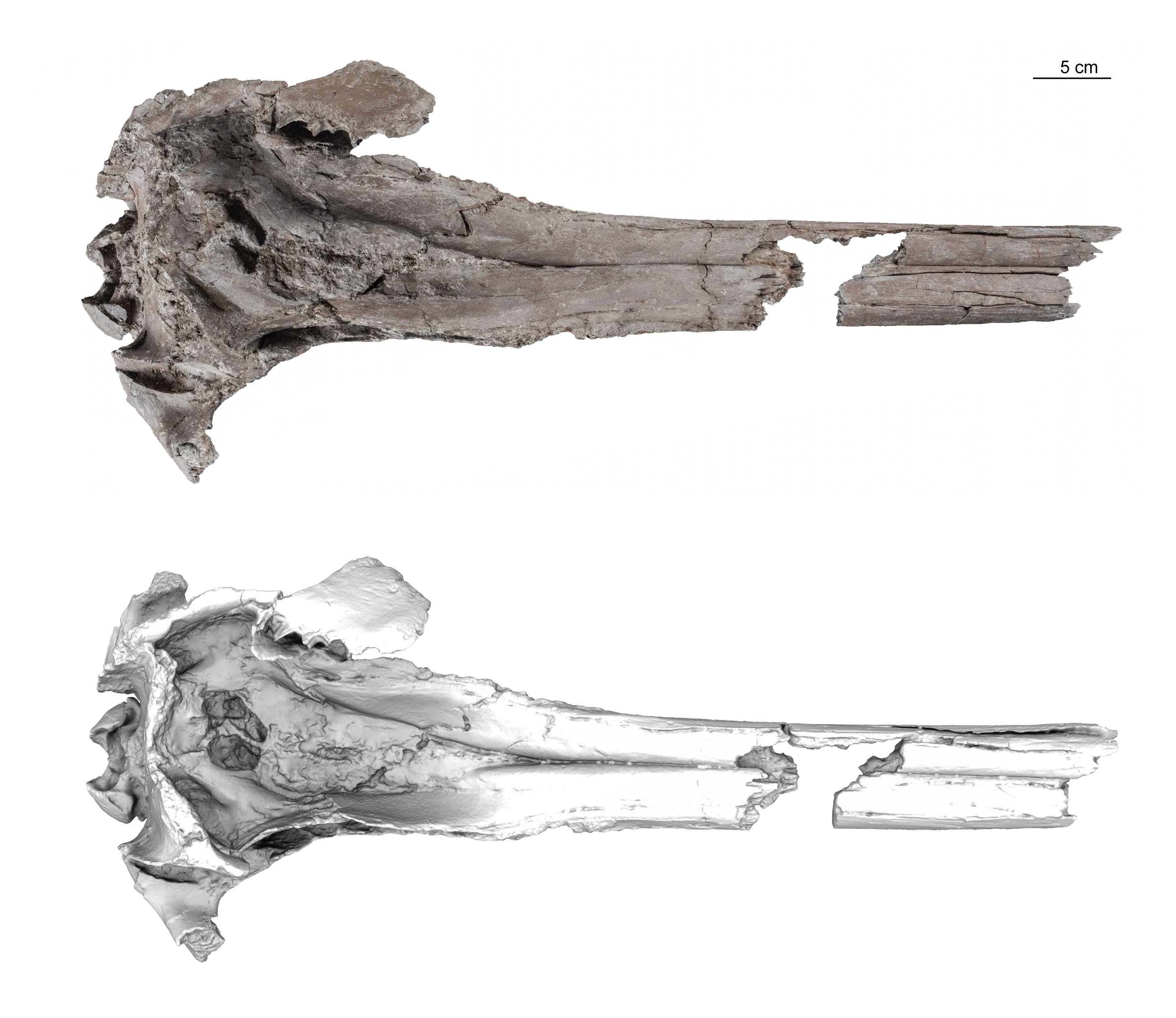 Top of the image is a photograph of the skull of Pebanista yacuruna, underneath is a 3D model of the skull in the same view.