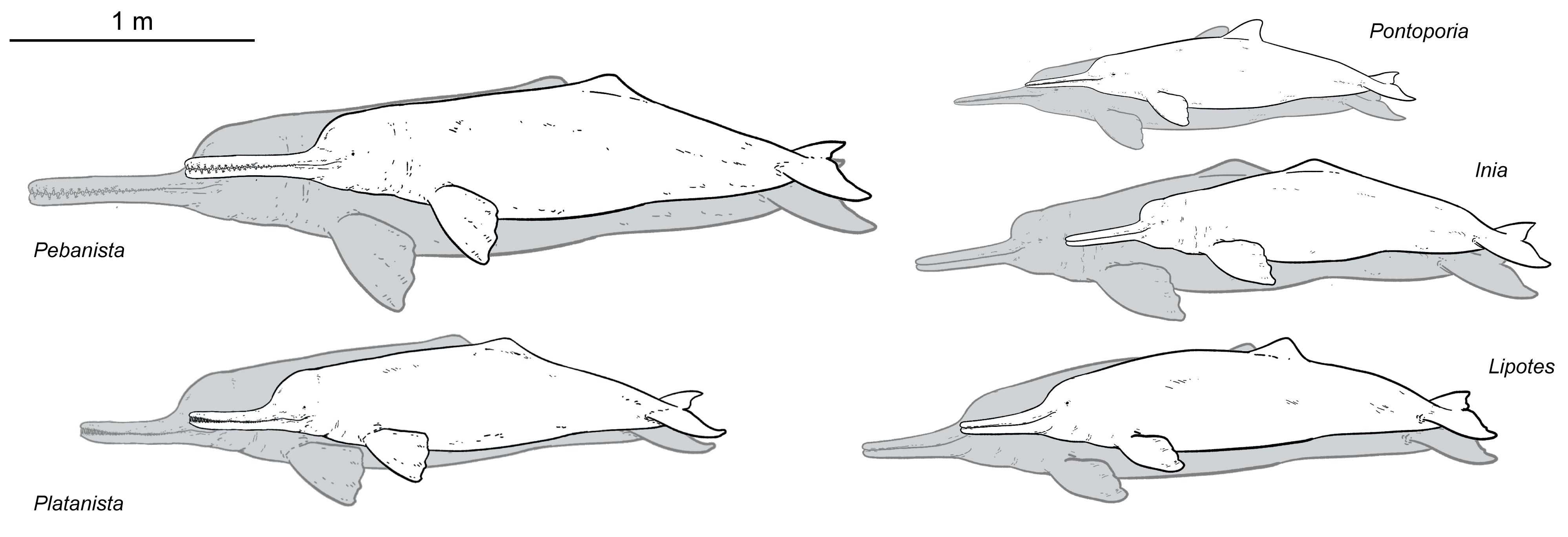 Size comparison of different river dolphins showing five species. Each has a grey outline to show the maximum size and a white infil to show the minimum recorded or reconstructed size of each species.