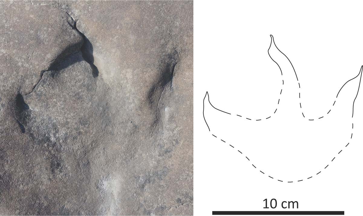 Theropod tracks