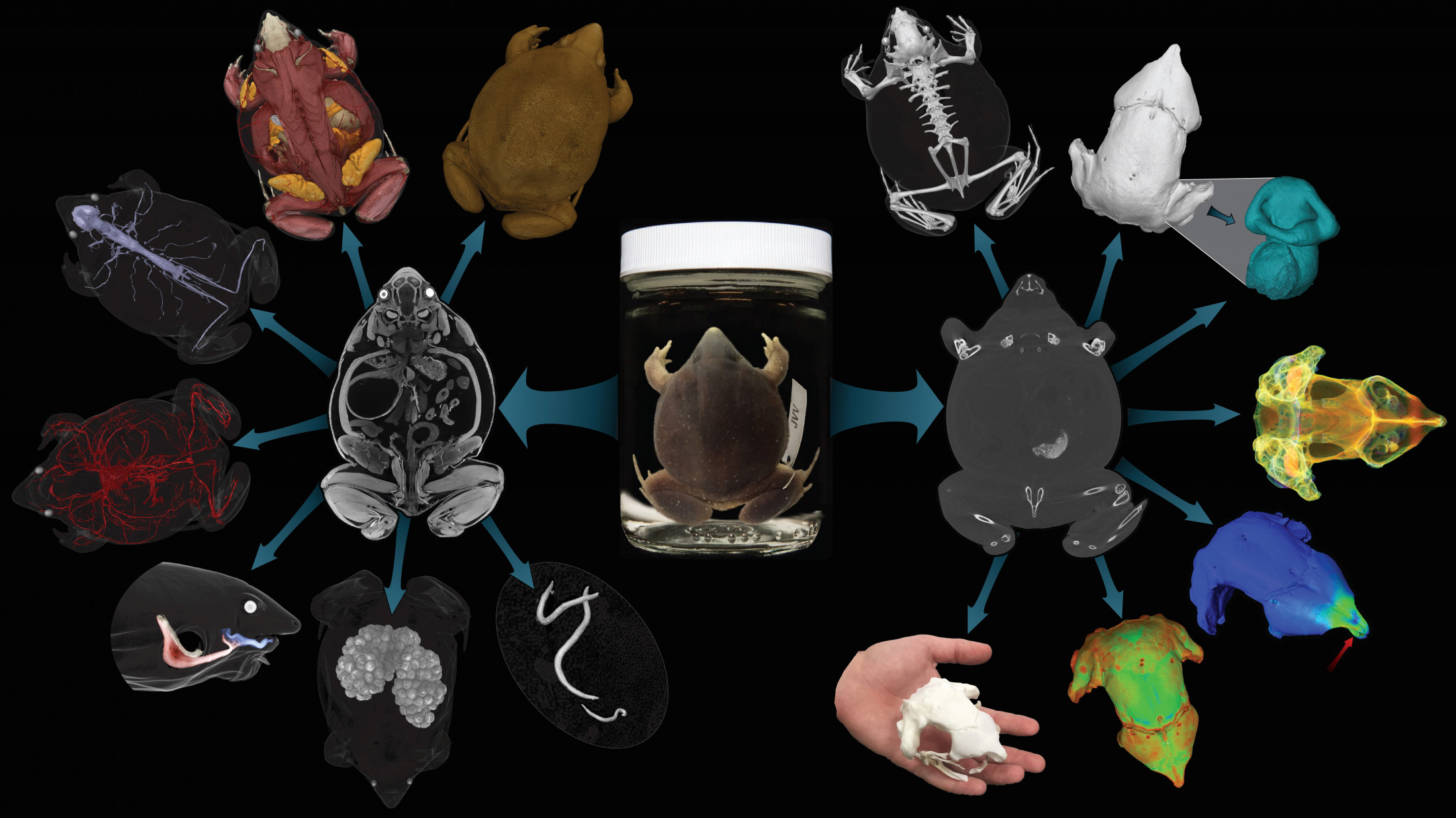 CT scans of a frog