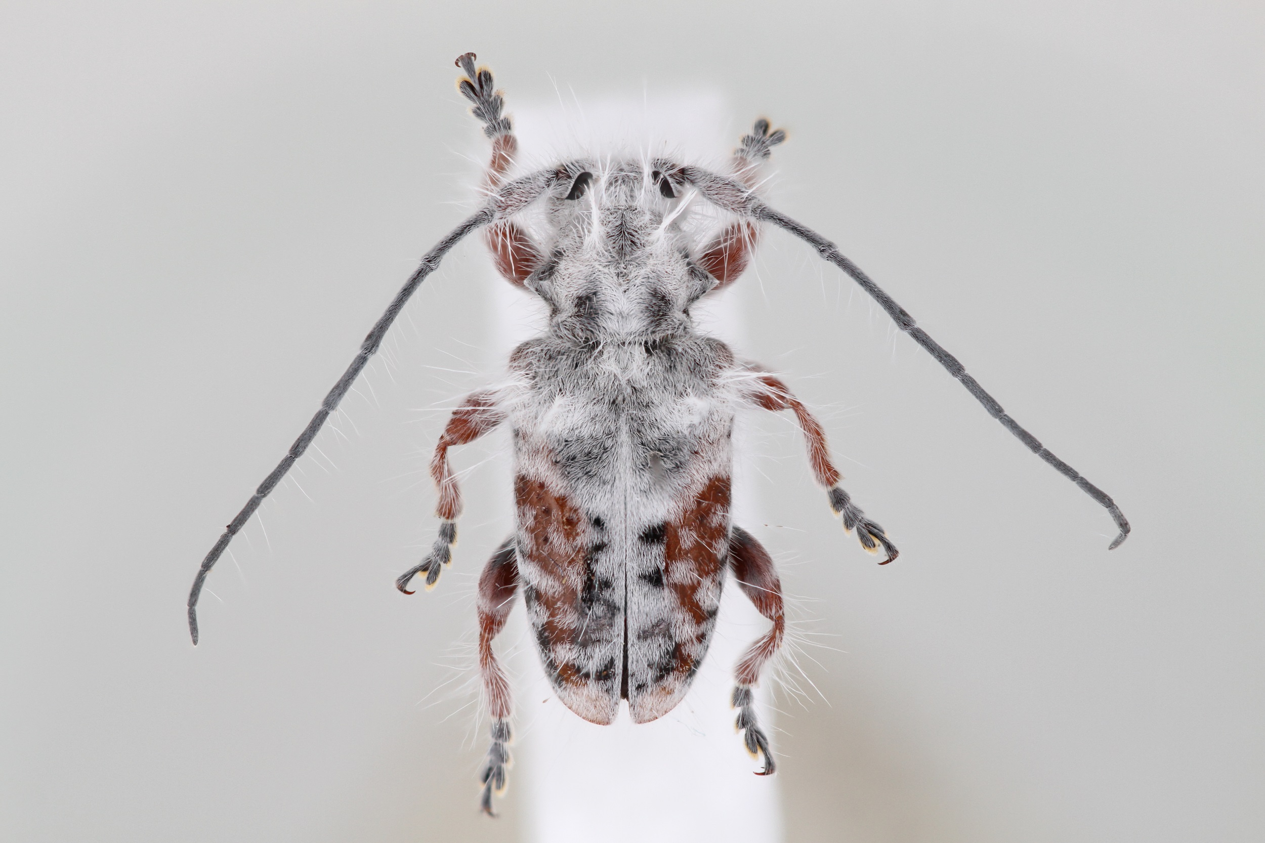 Scientific image of Excastra albopilosa, a new species and genus of  fluffy longhorn beetle.