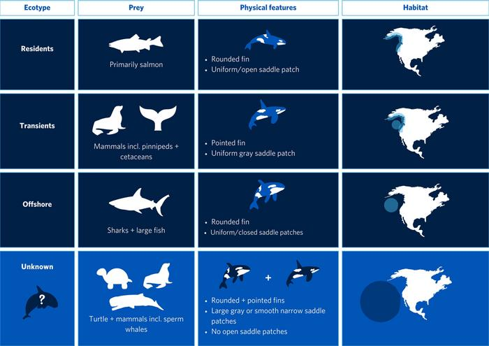 A comparison of known killer whale lifestyles and the newly described population.