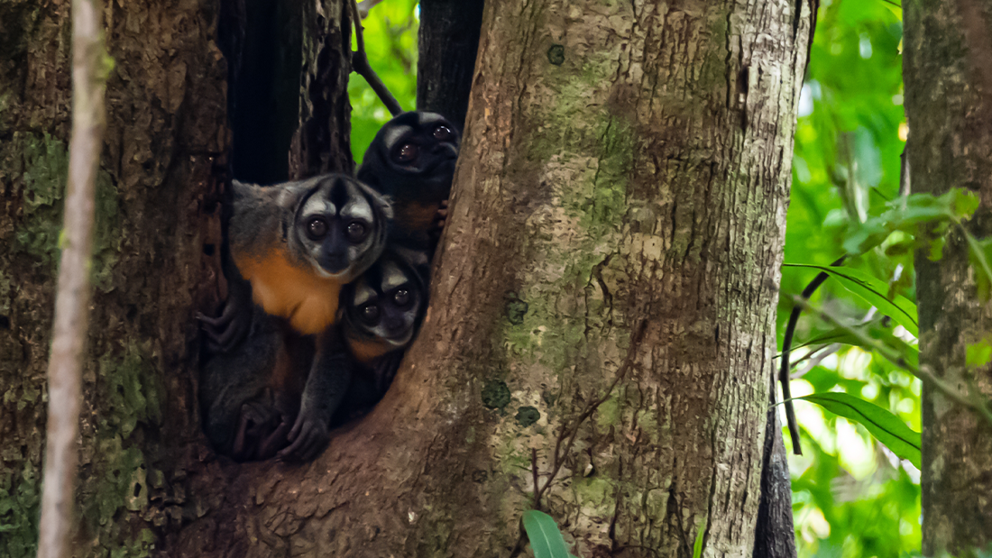 Three owl monkeys in a the trunk branch of tree looking out 