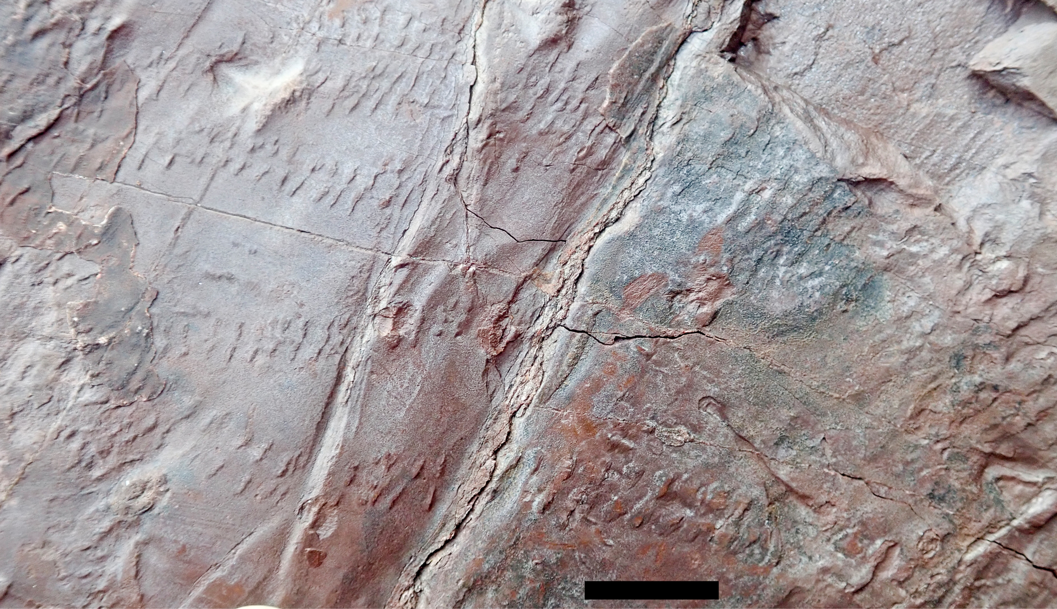 Trackways of small arthropods on oldest forest floor