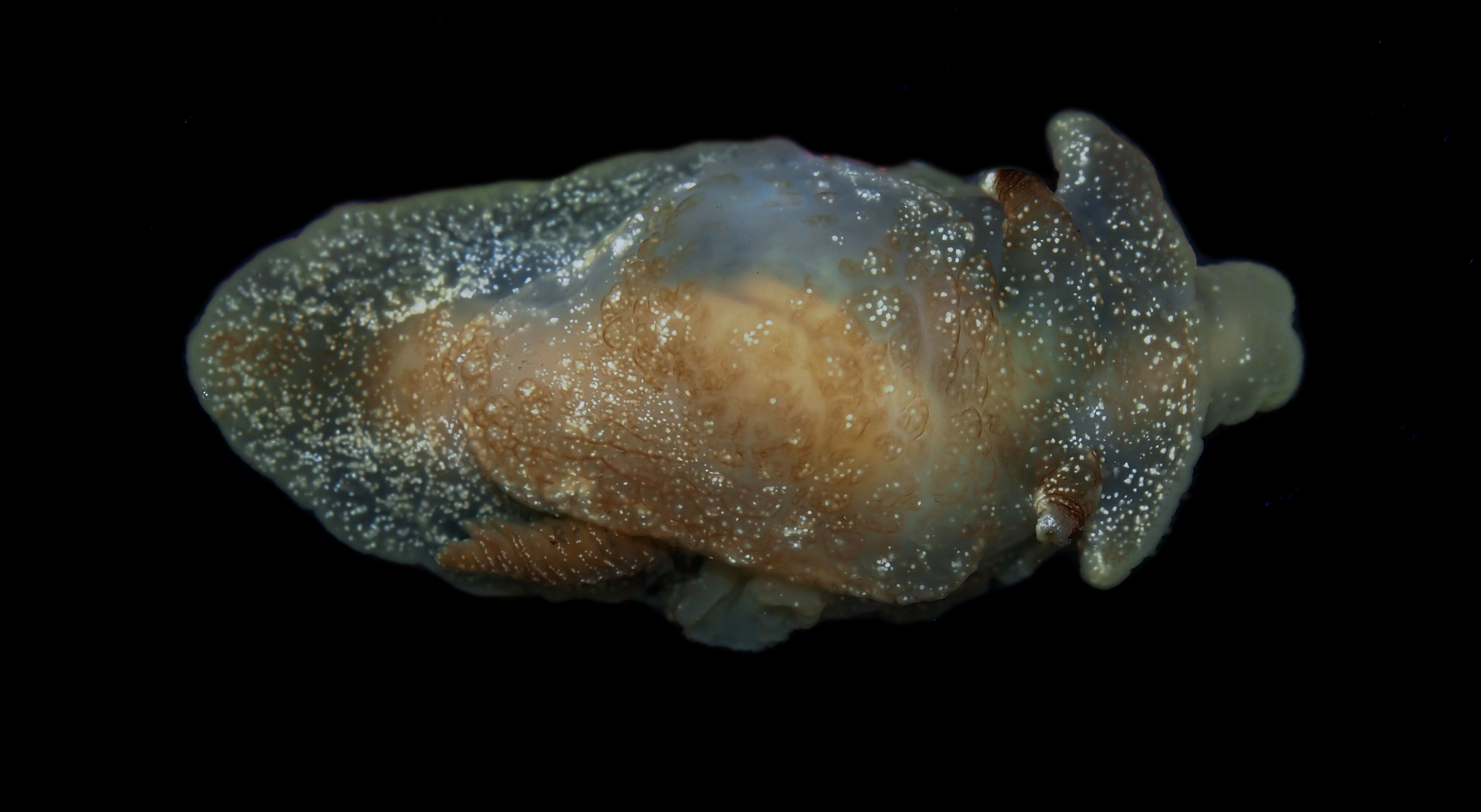 Top down view of the new sea slug. The animal has opaque white specks across most of its body with some brown coloration.