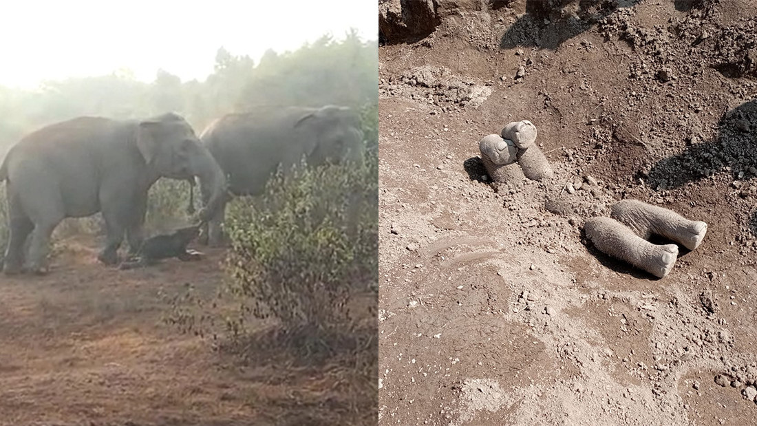 Asian elephants dragging dead calf by its trunk (left). Buried Asian elephant calf (right).