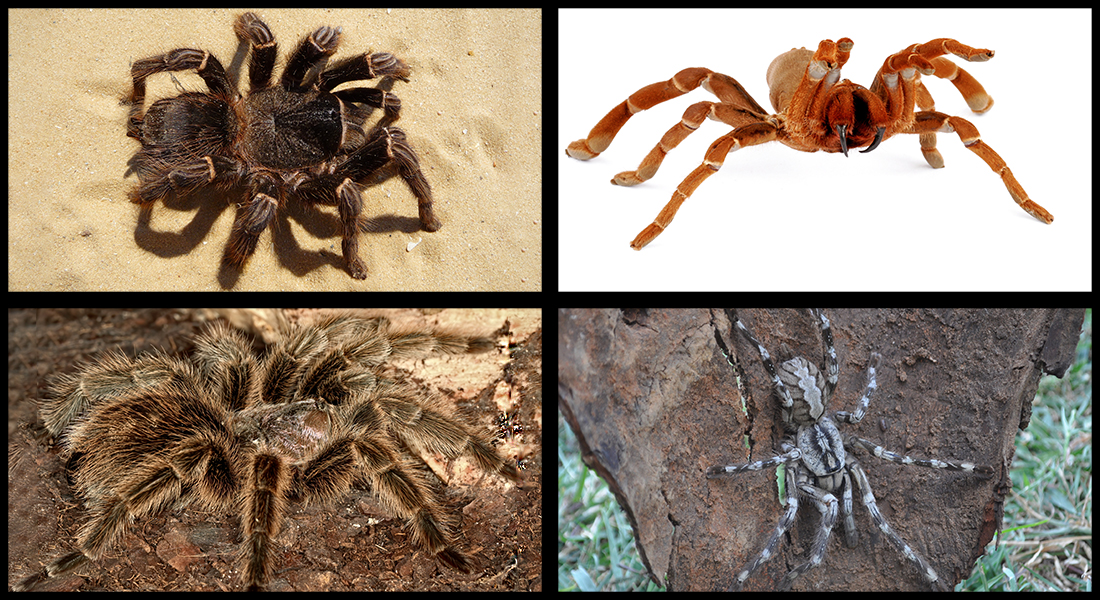 Adult female Brazilian salmon pink tarantula, King Baboon Tarantula, Grammostola anthracina spider walking across the ground, face-sized tarantula on a rock.