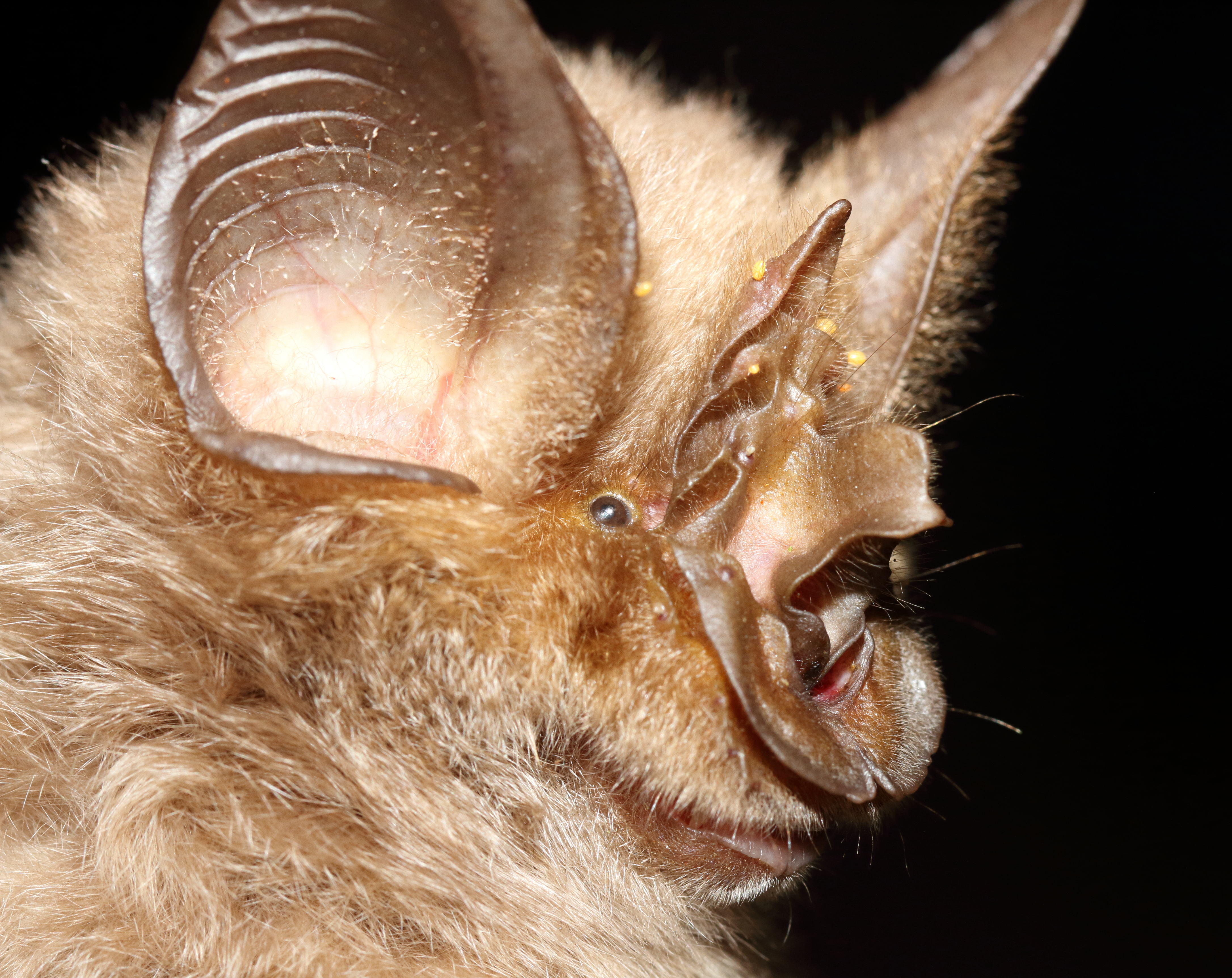 The Mabu leaf-nosed bat.