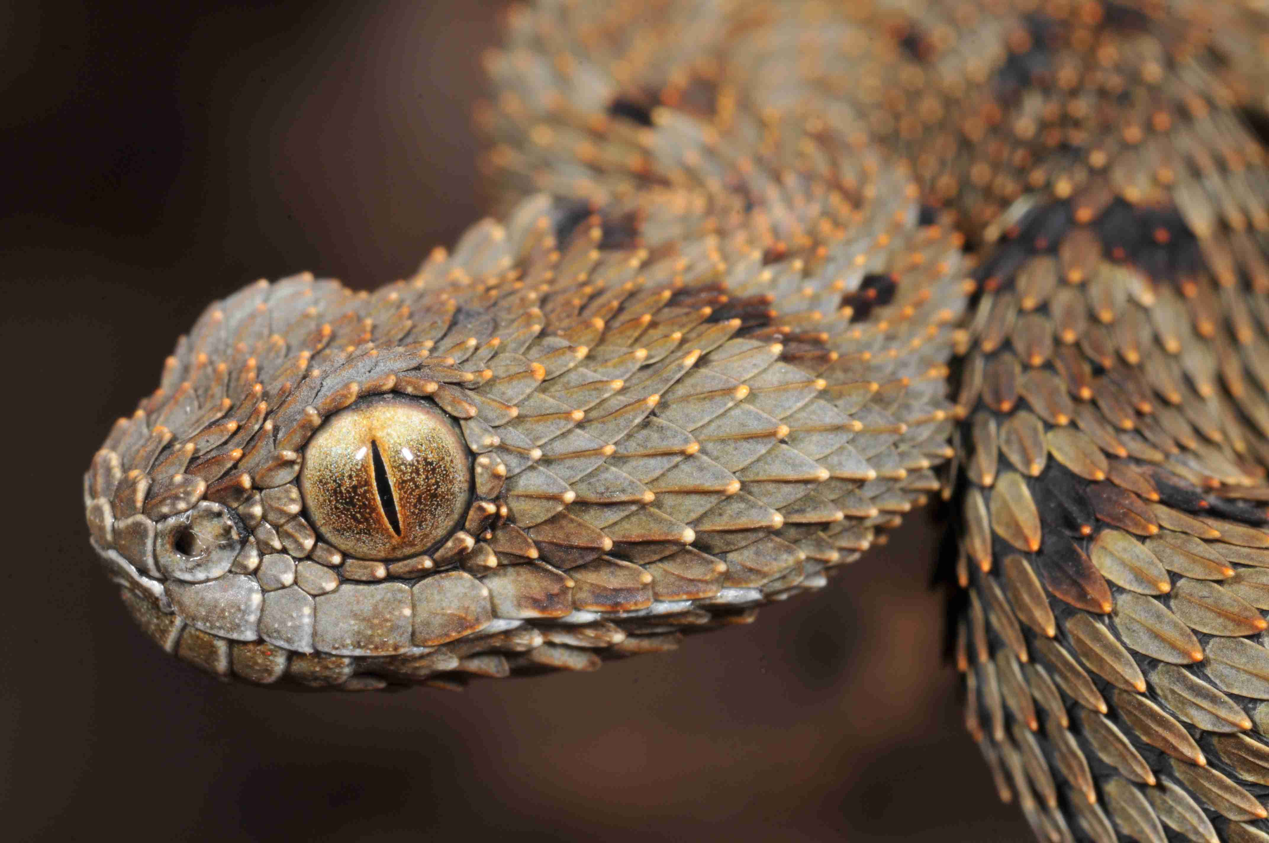 the head of a A bush viper snake found on Mount Mabu, Africa.