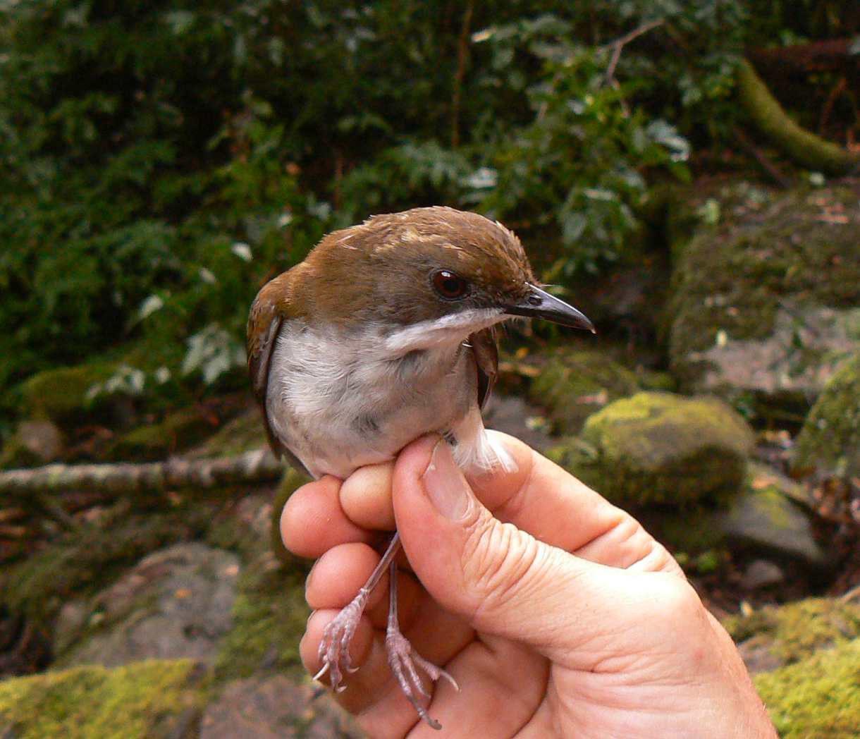 An endemic species of bird living in the South East Africa Montane Archipelago 