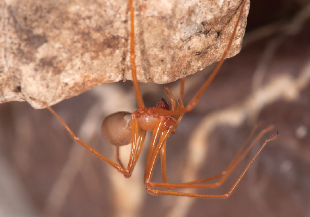 A captive female trogloraptor cave spider.