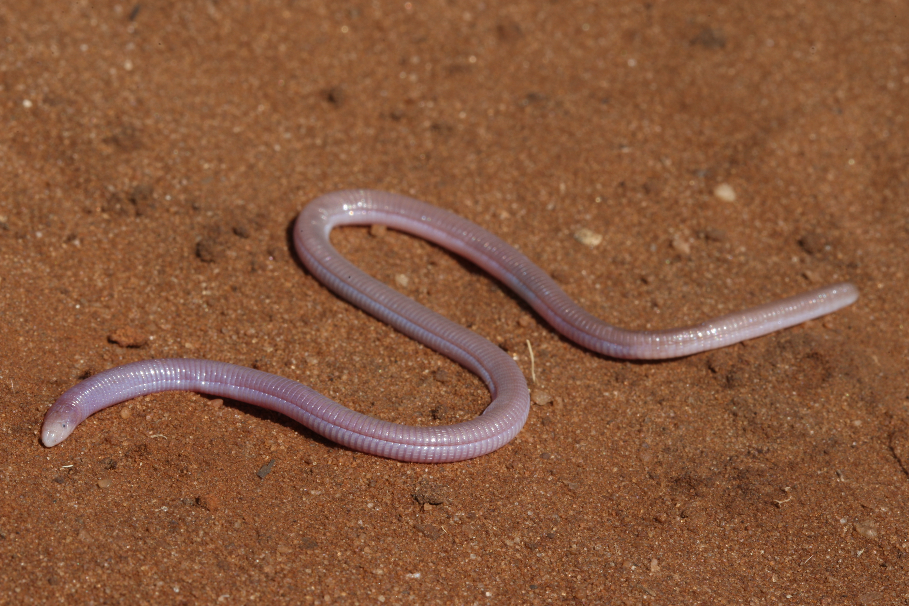 A Zygaspis quadrifrons is photographed in the wild in Koanaka, Botswana.